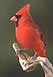 Northern Cardinal